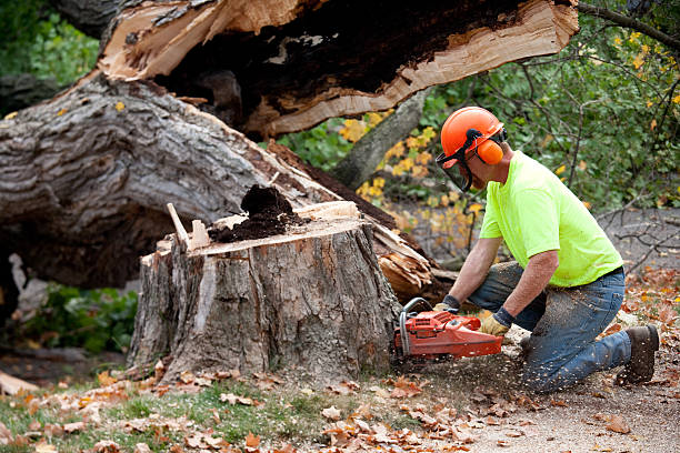 Best Tree Pruning Services  in Lake Elmo, MN